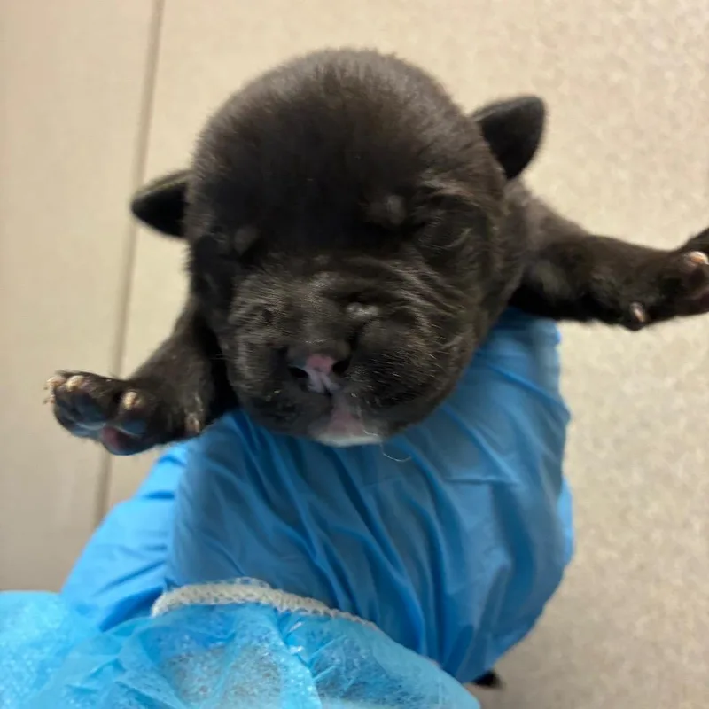 A baby small-sized female Black Labrador Retriever dog named Beetle for adoption in San Antonio, TX