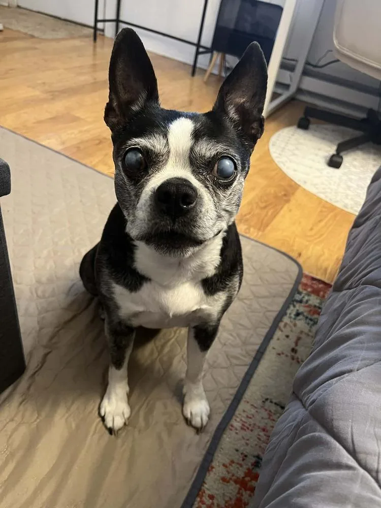 A senior medium-sized female Tricolor (Brown, Black, & White) Boston Terrier dog named Nova for adoption in Jackson, TN