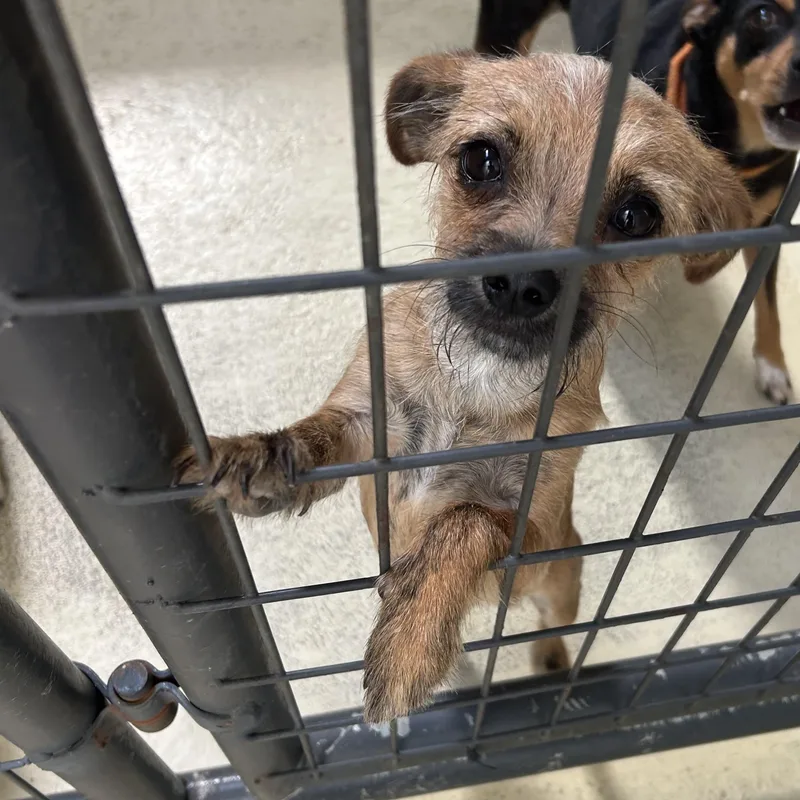 A young small-sized male Yellow / Tan / Blond / Fawn Shih Tzu dog named Rosko for adoption in Clarksville, VA
