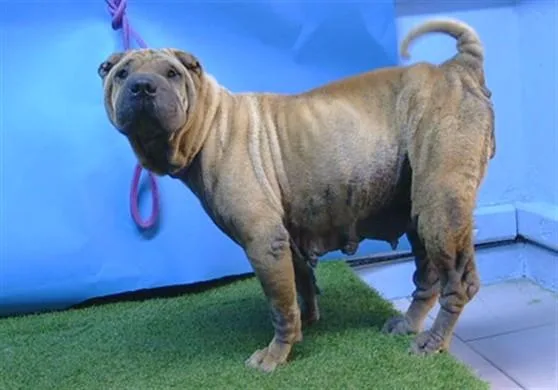 An adult medium-sized female Shar-Pei dog named Phoebe for adoption in Gardena, CA
