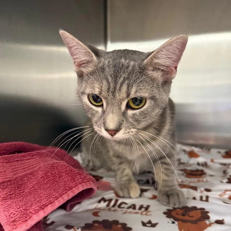 A young medium-sized female Gray / Blue / Silver Domestic Short Hair cat named MelroseC for adoption in East Saint Louis, IL