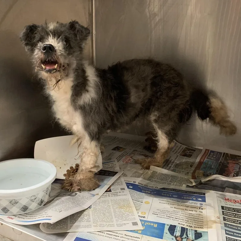 A senior small-sized female Gray / Blue / Silver Miniature Poodle dog named Juliann for adoption in Edinburg, TX