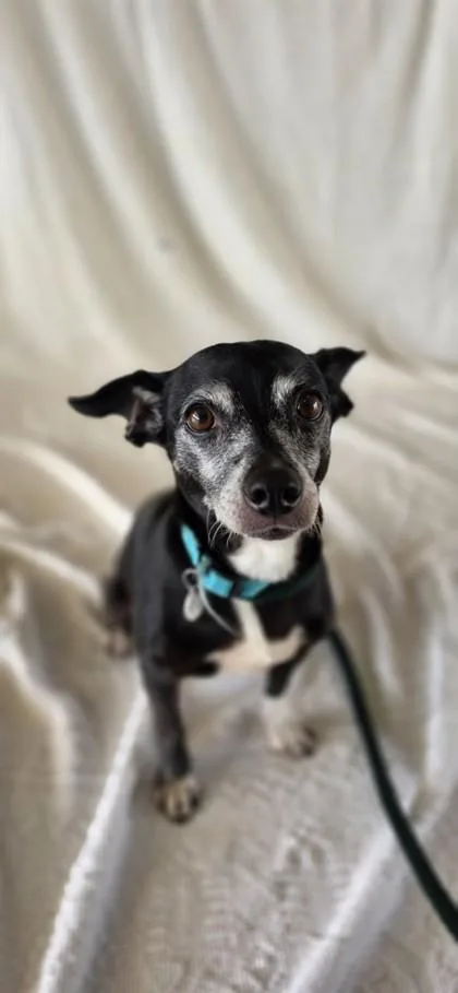 Libby