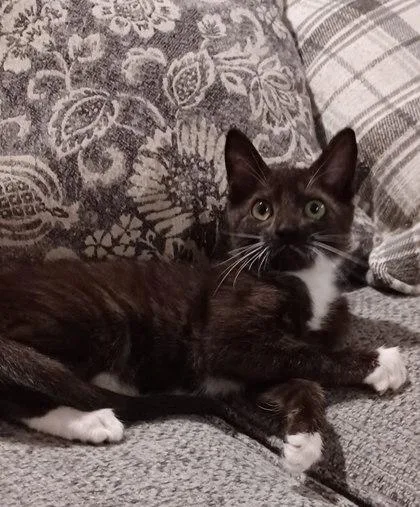 Tango  `a Priority thumbnail 2