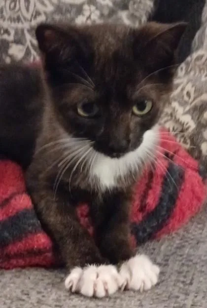 Tango  `a Priority thumbnail 3