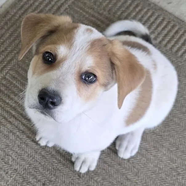 A baby large-sized male German Shepherd Dog dog named Thunder for adoption in Krum, TX