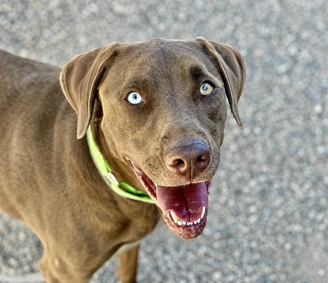 A young medium-sized female Labrador Retriever dog named Dixy for adoption in Tucson, AZ