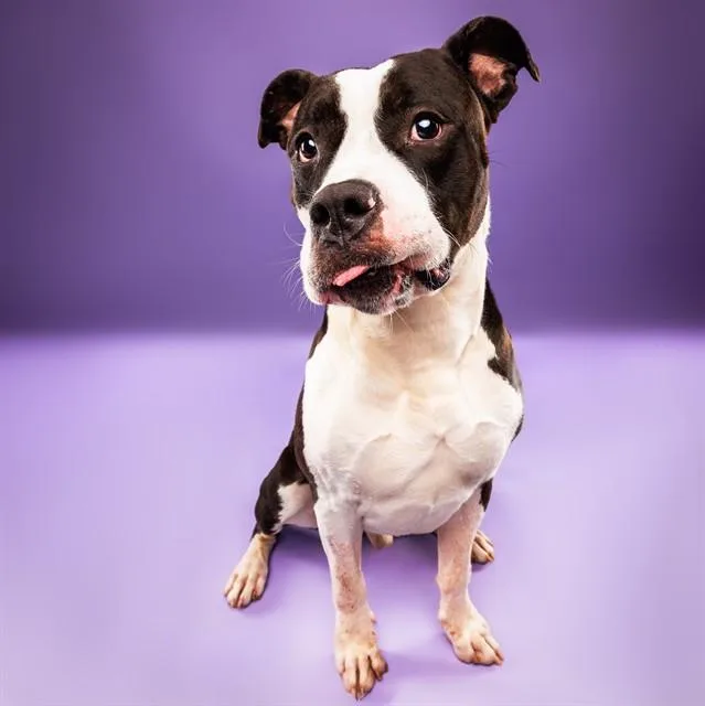 An adult large-sized male Terrier dog named Mordecai for adoption in Olivette, MO