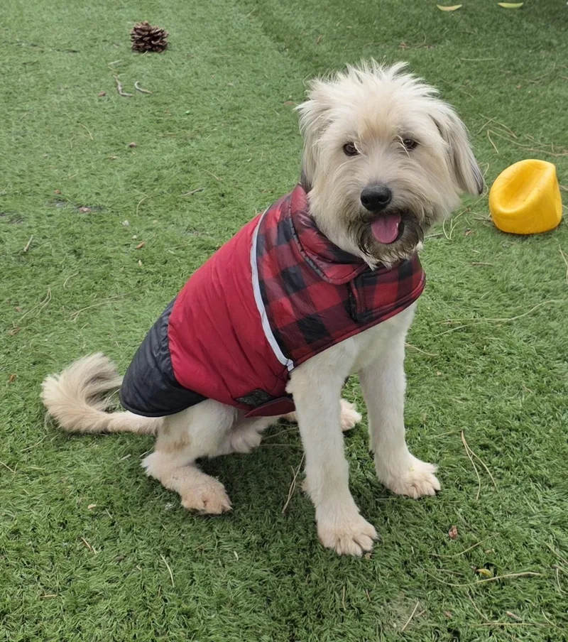 A young small-sized male White / Cream Standard Poodle dog named Yoko for adoption in Fallbrook, CA