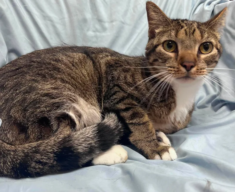 A young medium-sized male Tabby (Gray / Blue / Silver) Domestic Short Hair cat named Yurt for adoption in Alexandria, MN