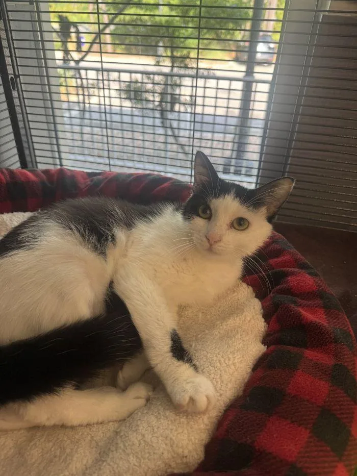 An adult small-sized female Domestic Short Hair cat named Strudel for adoption in Hilton Head Island, SC