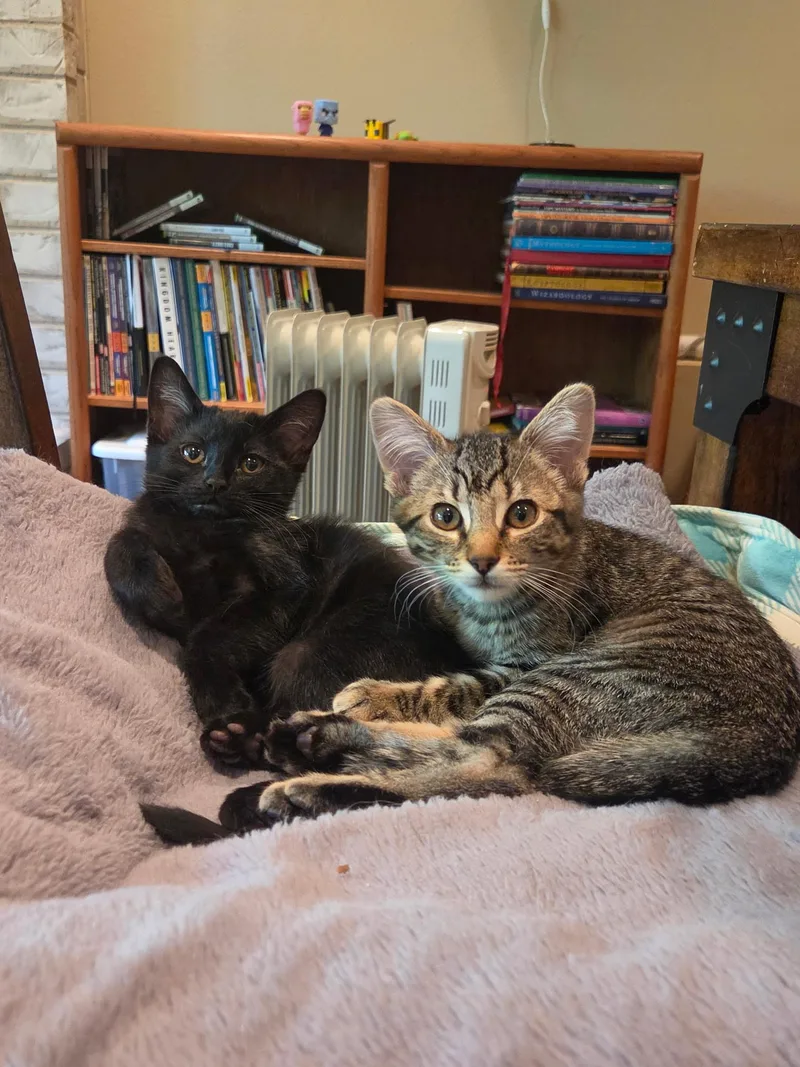 A baby medium-sized female Bombay cat named Maple for adoption in Woodinville, WA