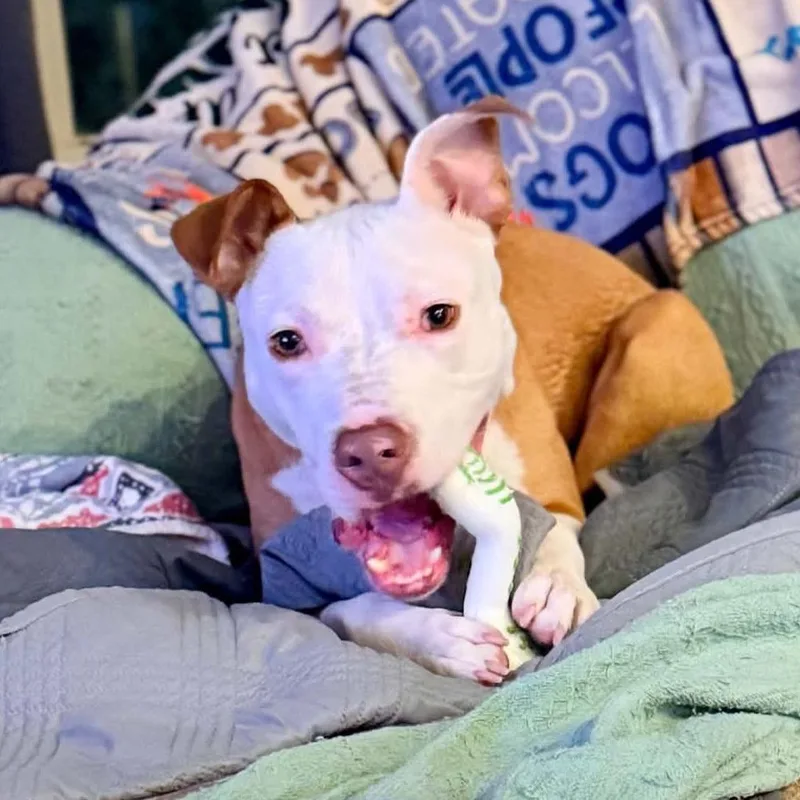 A young medium-sized male White / Cream Pit Bull Terrier dog named Dexter SSP for adoption in Austin, TX