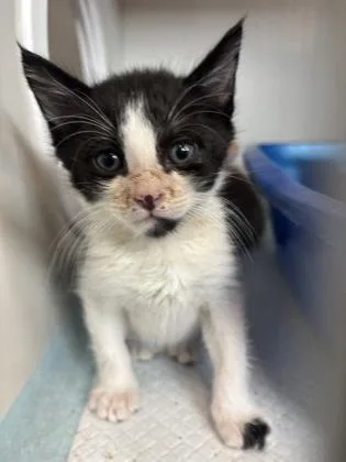 A baby small-sized male Domestic Short Hair cat named Ord for adoption in Manteo, NC