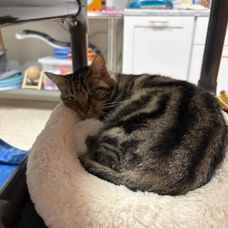An adult medium-sized female Brown / Chocolate Domestic Short Hair cat named Priscilla for adoption in Pensacola, FL