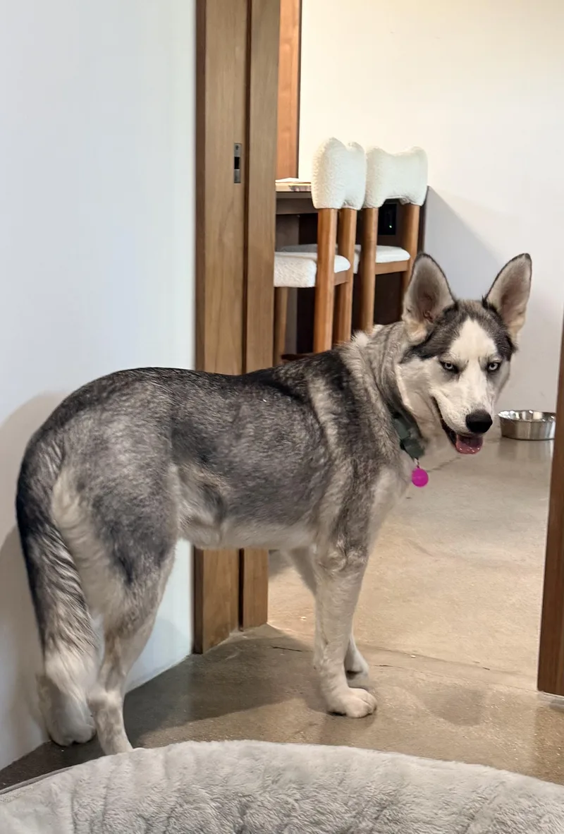 An adult medium-sized female Bicolor Husky dog named Heidi...has The Best Ears for adoption in Studio City, CA