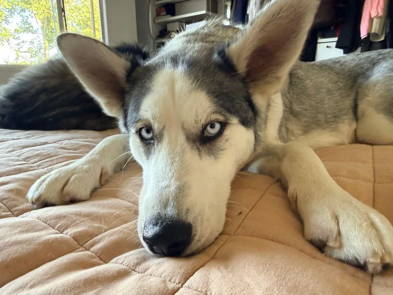 Heidi...has The Best Ears thumbnail 2