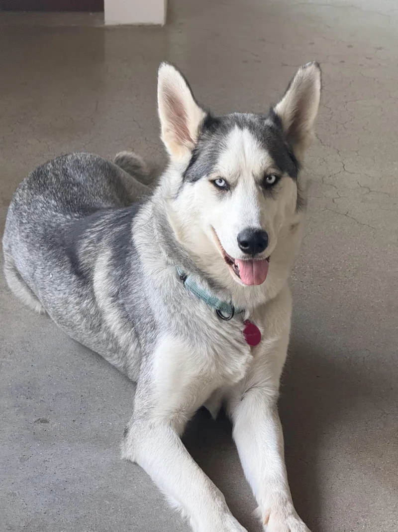 Heidi...has The Best Ears thumbnail 5