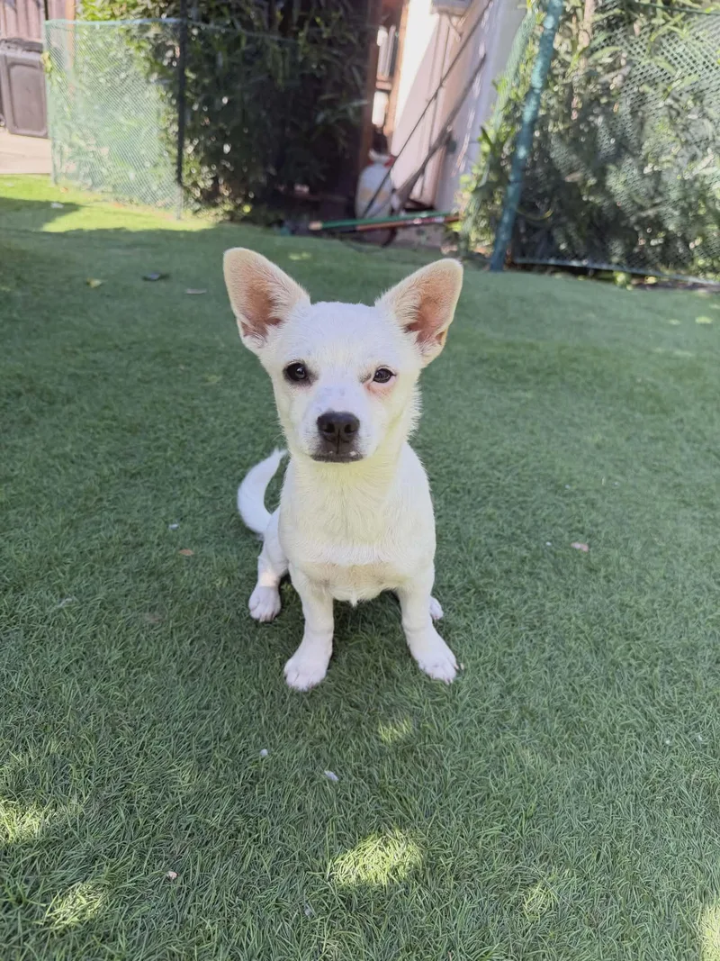 A young small-sized female Terrier dog named Karen for adoption in Sunnyvale, CA