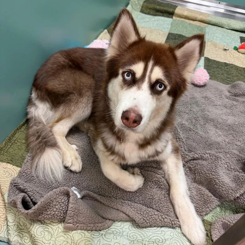 An adult large-sized male Red / Chestnut / Orange Siberian Husky dog named Duke for adoption in Titusville, FL