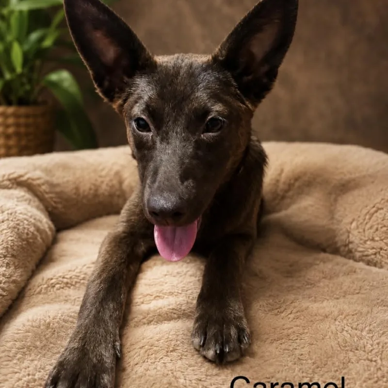 Caramel thumbnail 5
