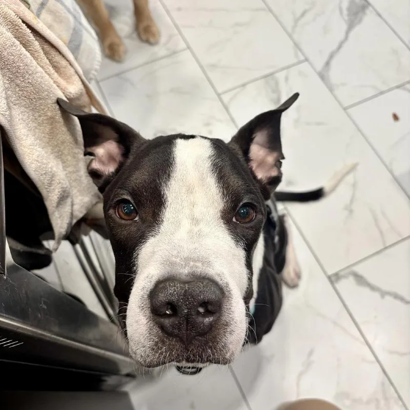 An adult medium-sized male Black American Staffordshire Terrier dog named Mo for adoption in Long Island City, NY