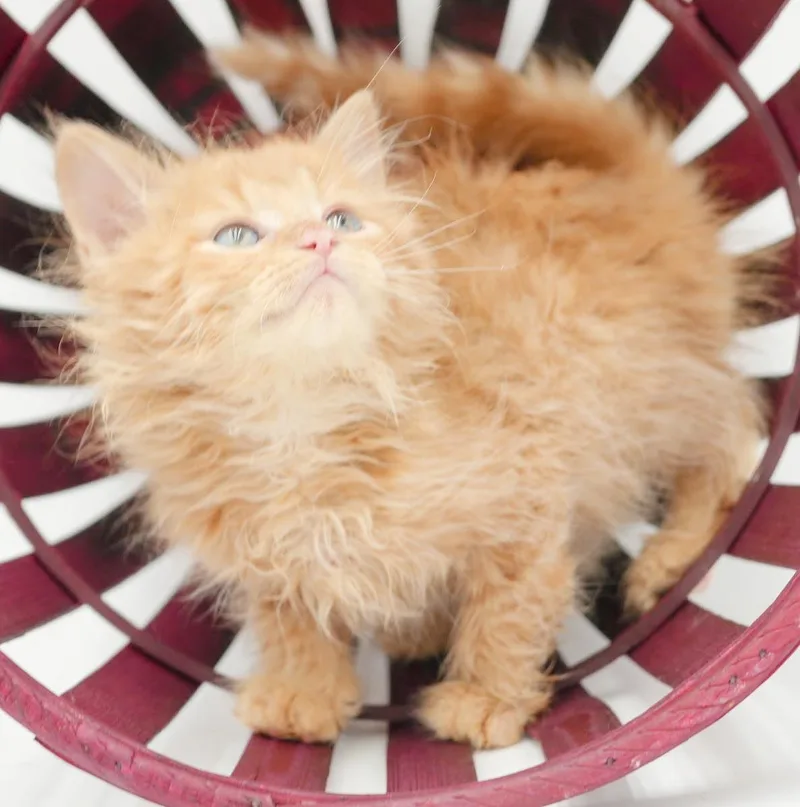 A baby small-sized male Orange / Red Maine Coon cat named Peach is DEFINITELY purrfect for adoption in Bedford Hills, NY