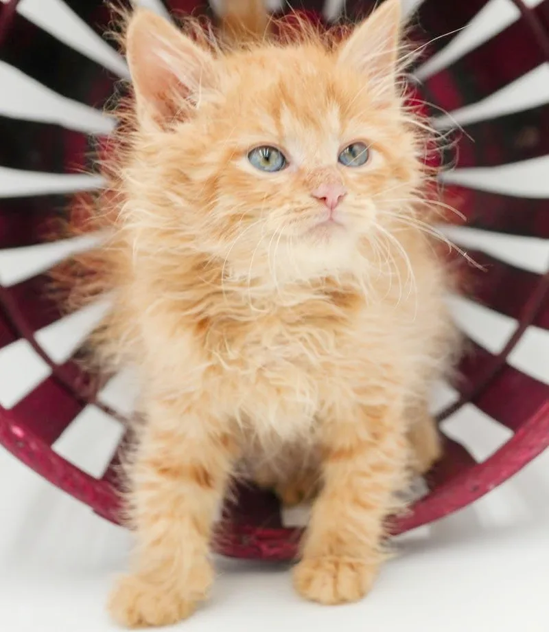 Peach is DEFINITELY purrfect thumbnail 2