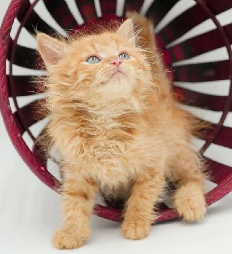 Peach is DEFINITELY purrfect thumbnail 3