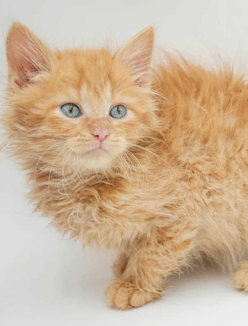Peach is DEFINITELY purrfect thumbnail 4