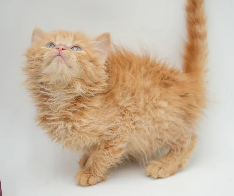 Peach is DEFINITELY purrfect thumbnail 5