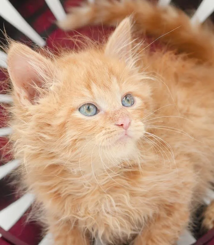 Peach is DEFINITELY purrfect thumbnail 6