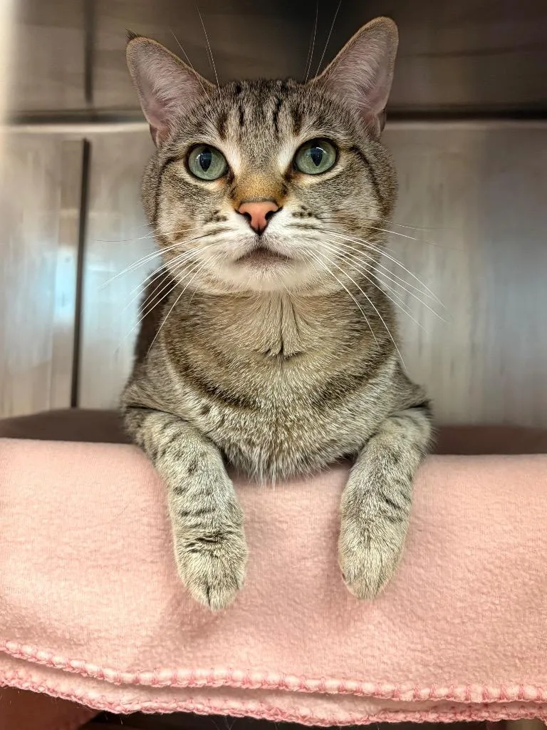An adult small-sized male Domestic Short Hair cat named Zeus for adoption in Detroit, MI