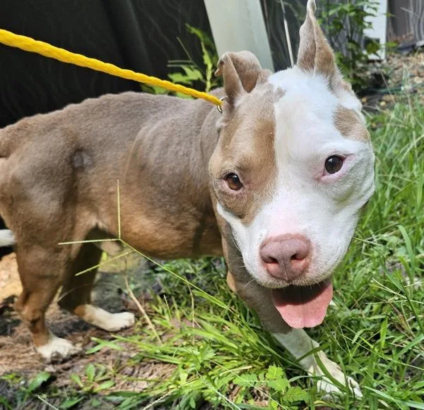 An adult medium-sized male Pit Bull Terrier dog named Rocket for adoption in Dallas, GA