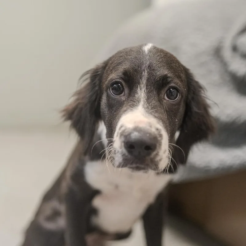 A baby medium-sized male Black Labrador Retriever dog named Bash for adoption in Pawling, NY