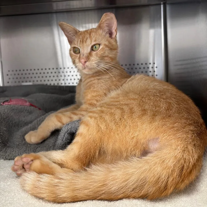 A young medium-sized male Orange / Red Domestic Short Hair cat named Sam for adoption in Sarasota, FL
