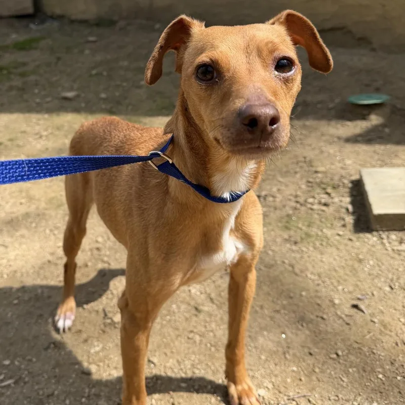 A young small-sized female Yellow / Tan / Blond / Fawn Chihuahua dog named Lily for adoption in West Chester, PA
