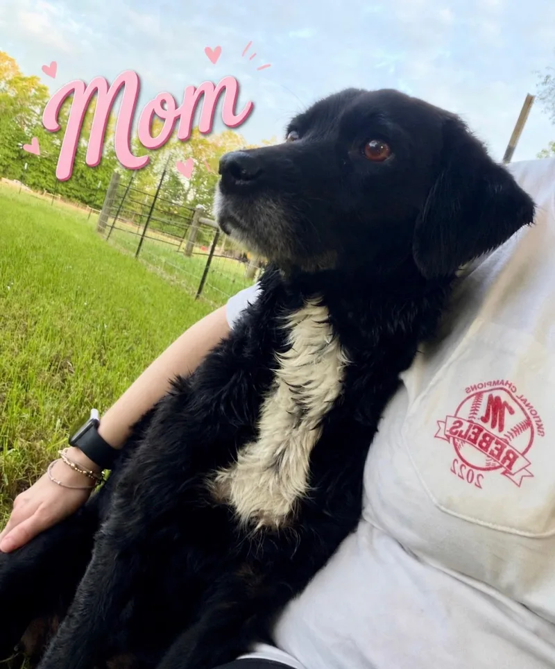 A baby medium-sized female Border Collie dog named Elara for adoption in Toms River, NJ