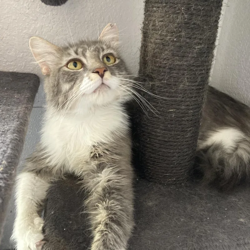 A young small-sized male Domestic Long Hair cat named Catnip for adoption in Midland, TX