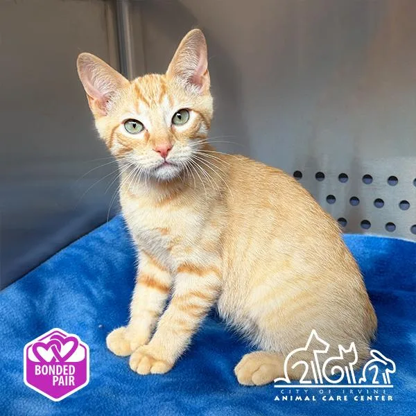 A baby small-sized male Domestic Short Hair cat named Juice Box for adoption in Irvine, CA