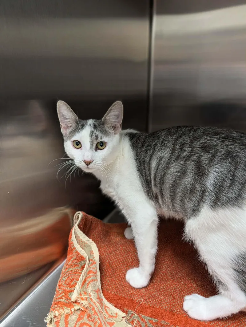 A baby medium-sized female Tabby (Gray / Blue / Silver) Domestic Short Hair cat named Ravioli for adoption in Chambersburg, PA