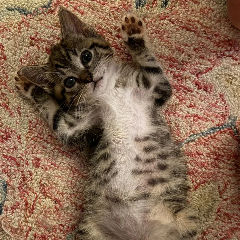 A baby small-sized male Brown / Chocolate Domestic Short Hair cat named Pooh for adoption in Los Angeles, CA
