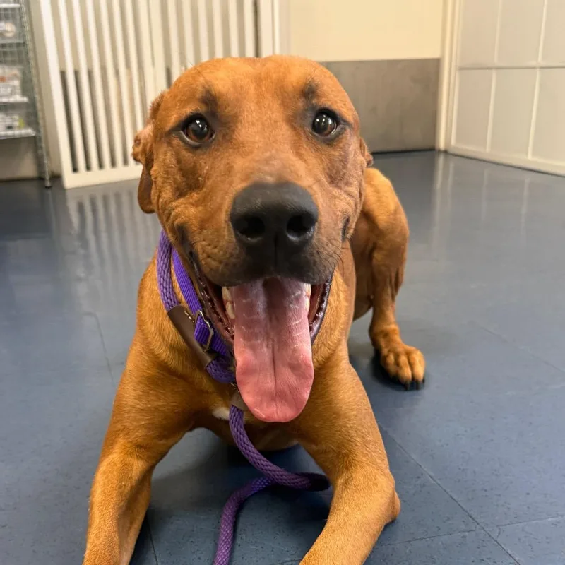 An adult large-sized male Red / Chestnut / Orange Mixed Breed dog named Chaparrito for adoption in Los Angeles, CA