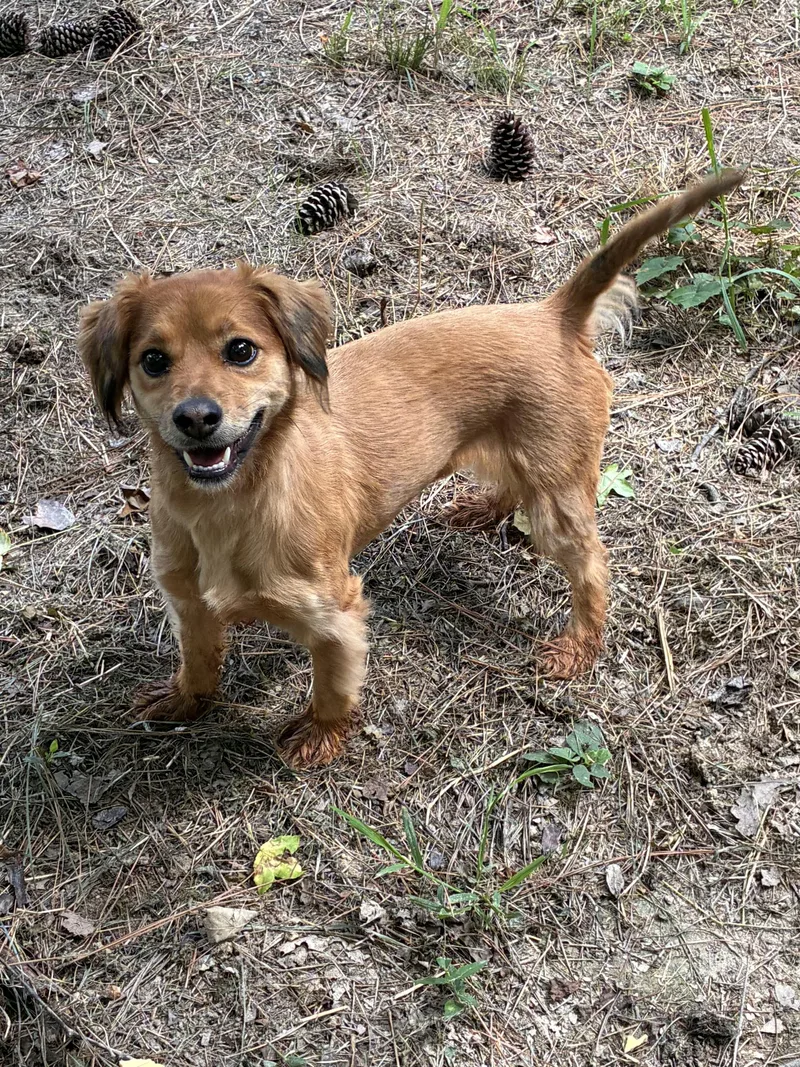 An adult small-sized female Brown / Chocolate Spaniel dog named Sadie for adoption in Rock Hill, SC