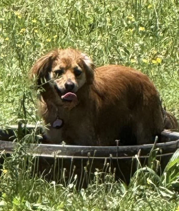 Sadie thumbnail 2