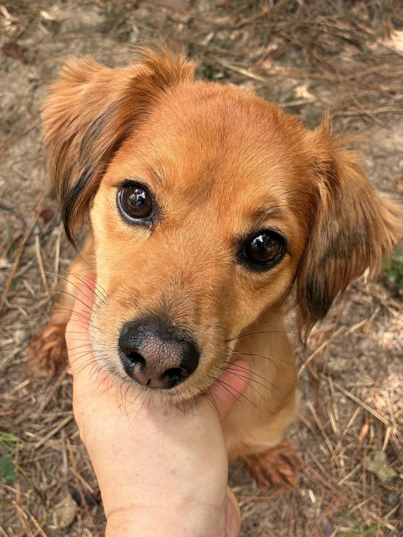 Sadie thumbnail 5