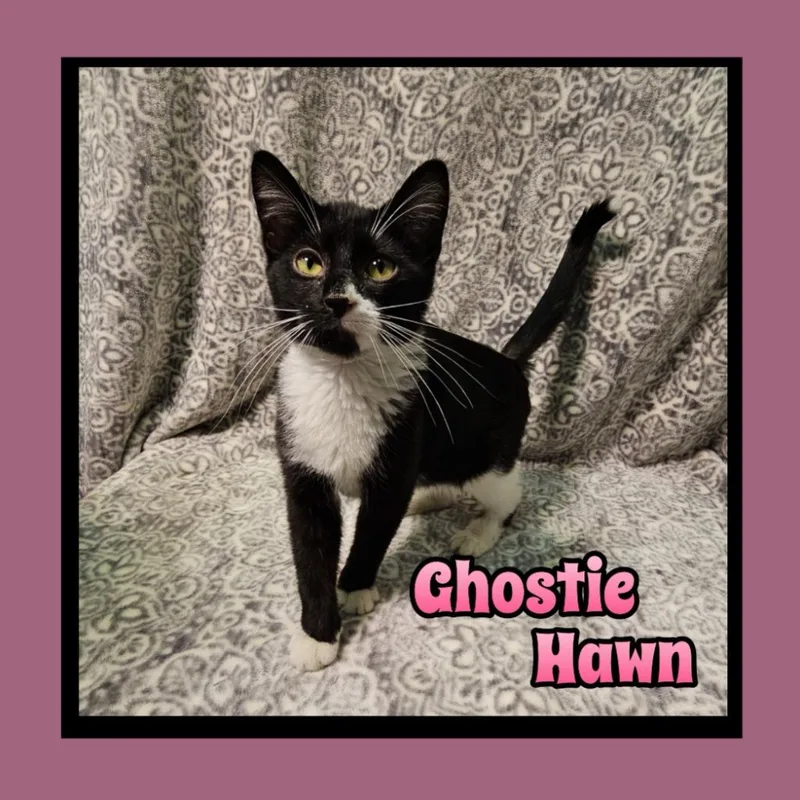 A baby small-sized female Domestic Short Hair cat named Ghostie Hawn for adoption in Jacksonville, IL