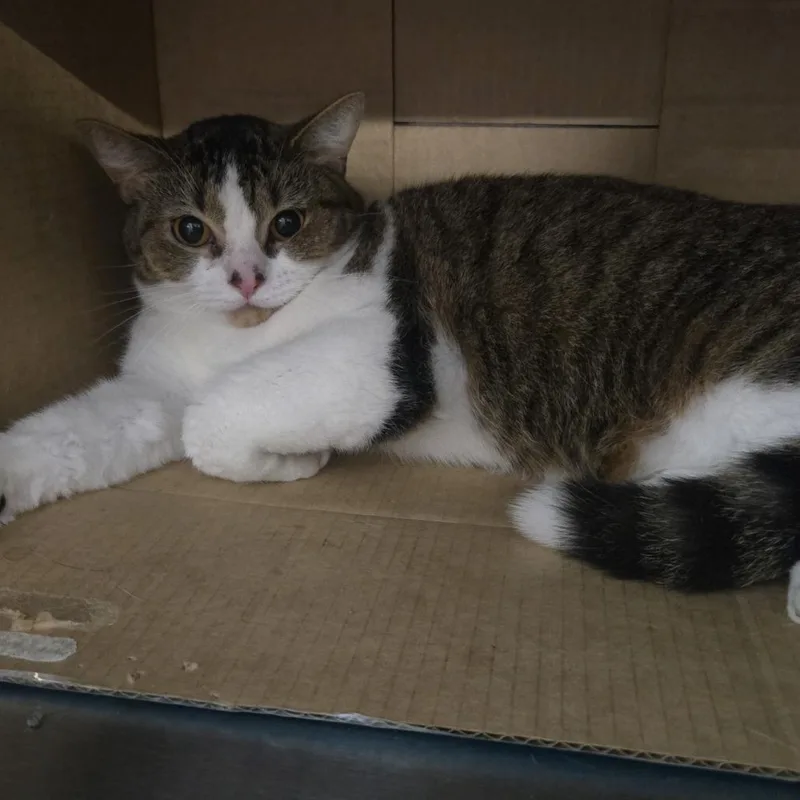 An adult small-sized male Brown / Chocolate Domestic Short Hair cat named The Rockin' Boomers for adoption in Dearborn, MI