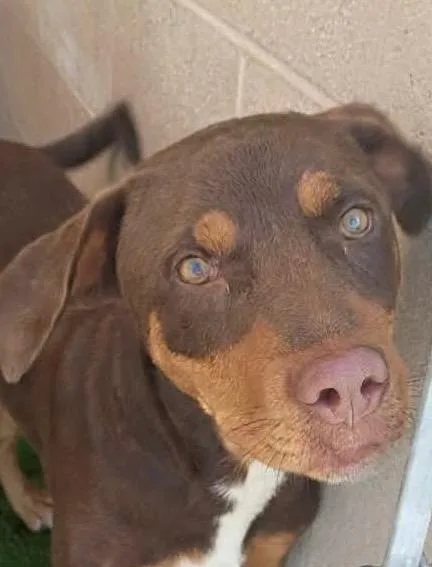 A baby medium-sized female Labrador Retriever dog named Lady for adoption in Beebe, AR