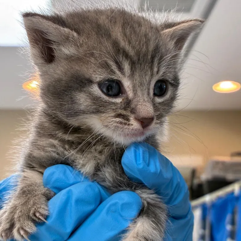 A baby small-sized female Gray / Blue / Silver Domestic Short Hair cat named Posey for adoption in Ojai, CA